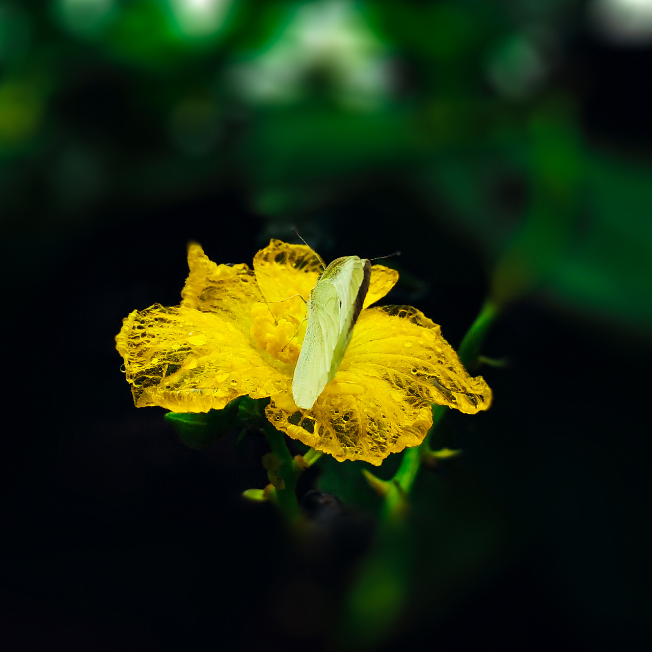 雨蝶& rain butteerfly