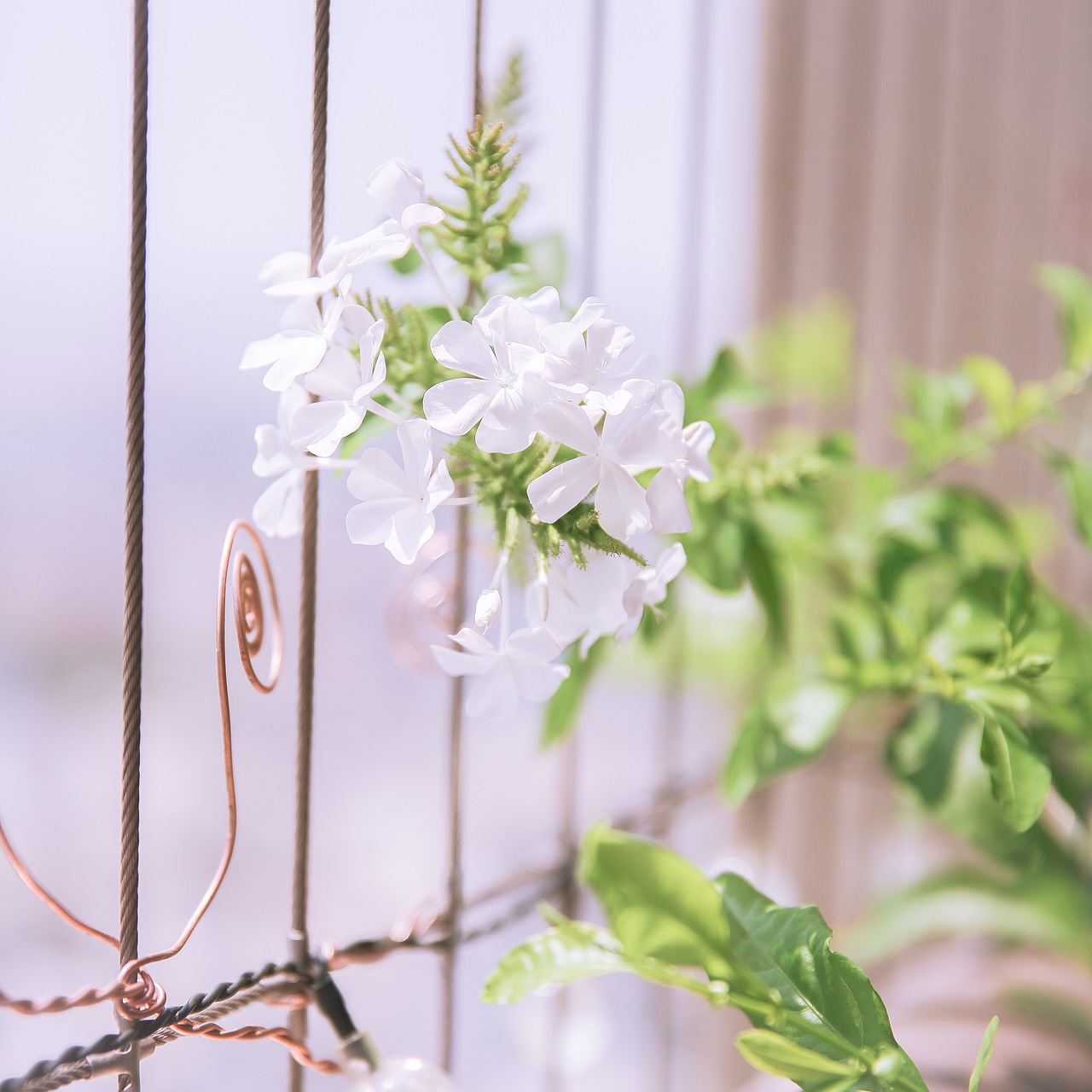 今日份多肉植物