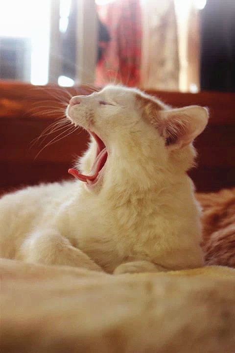 形影不离的“双”胞胎