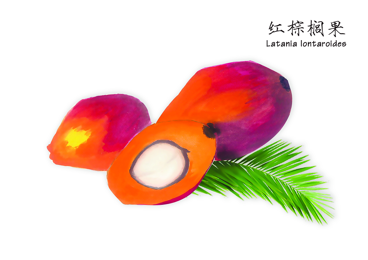 植物插画（图ZMjg4ODMwNjA=） - 商业插画 - 站酷设计师在下陈三岁_原创素材 - 站酷ZCOOL