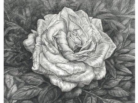 鉛筆創(chuàng)作-銹色月季（個(gè)人主頁-ZNDMwNDE0ODA=） - 創(chuàng)作習(xí)作 - 站酷設(shè)計(jì)師桃也逃色原創(chuàng)素材 - 站酷ZCOOL