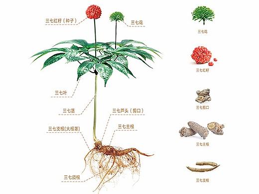 三七的传说
