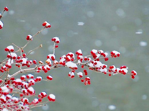 琉璃世界白雪紅梅（個人主頁-ZMzIwNjc0MDQ=） - 風(fēng)光攝影 - 站酷設(shè)計師百川取則原創(chuàng)素材 - 站酷ZCOOL