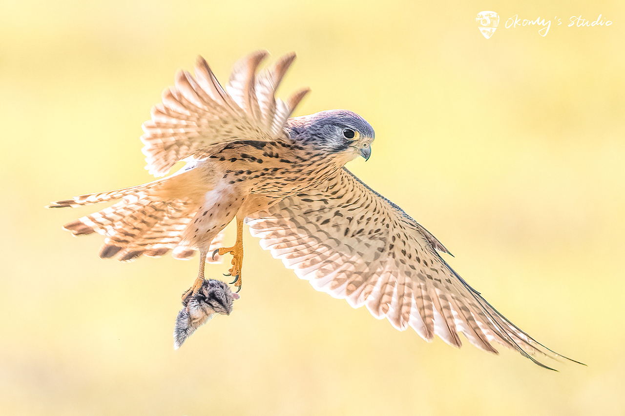 红隼捕猎（图ZMjc4MzIzNTk2） - 宠物摄影 - 站酷设计师Z43255695原创素材 - 站酷ZCOOL