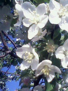 海棠内敛压群芳无香!