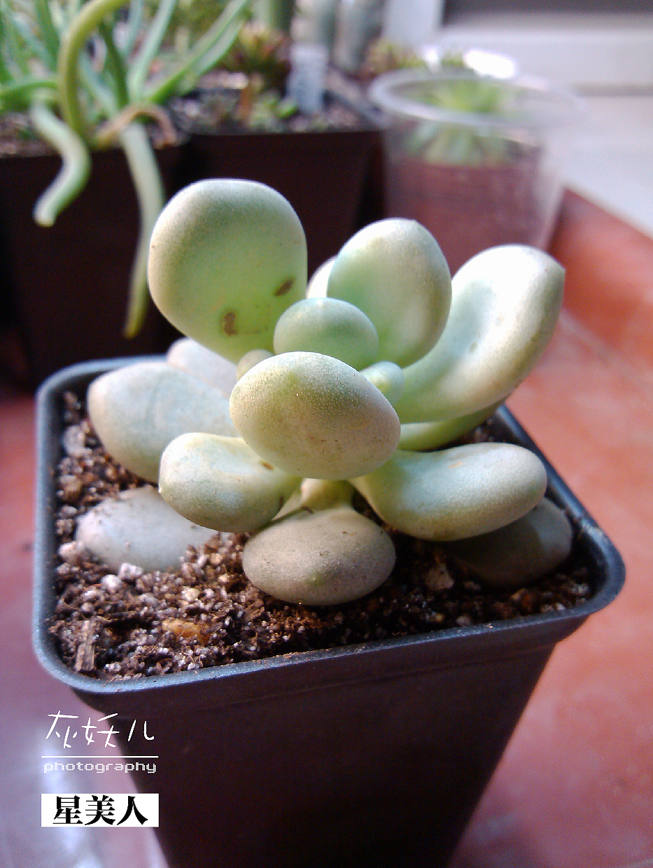 我家美丽的多肉植物（图ZOTU0NjEzMg==） - 其他摄影 - 站酷设计师灰妖儿原创素材 - 站酷ZCOOL