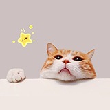 柳织夏的头像