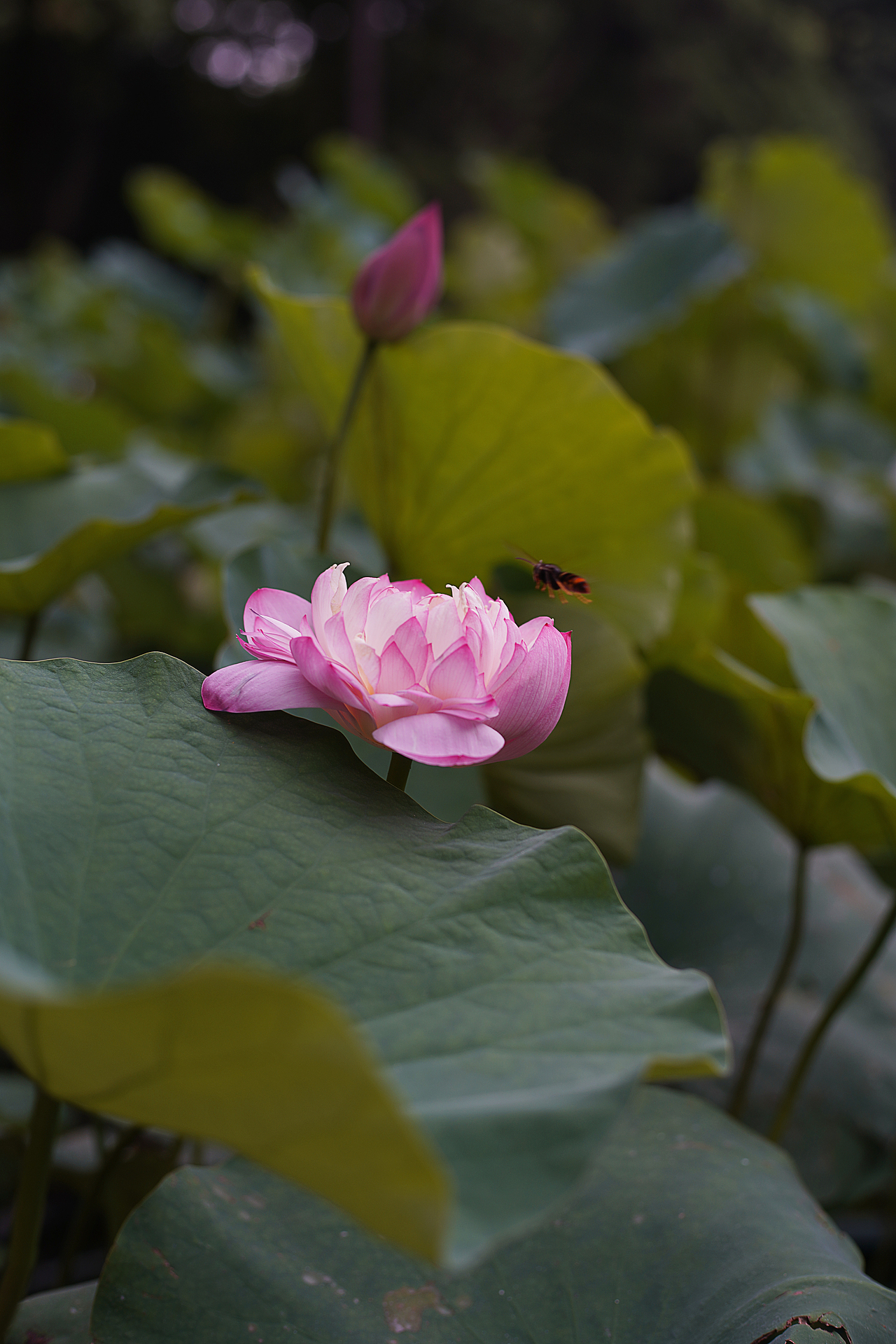 七月的风 | 古漪园赏莲