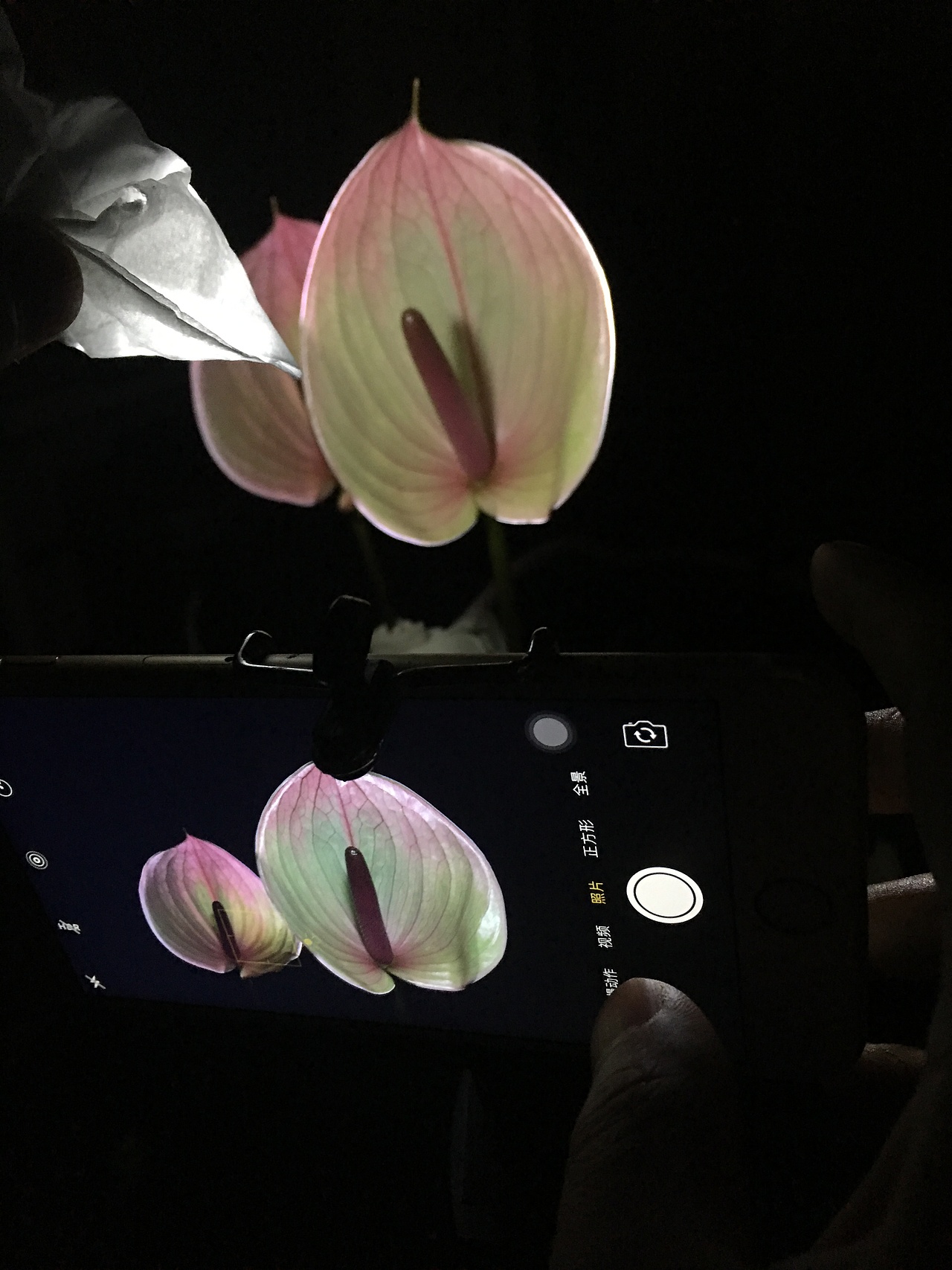 手机花卉摄影作品（图ZNzg0MjQ4NTI=） - 产品摄影 - 站酷设计师杭州黄一能原创素材 - 站酷ZCOOL