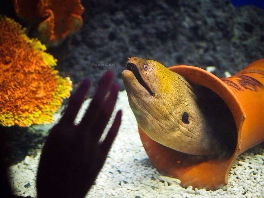 随走随拍┃东湖水族馆（图ZMTgwMDA1MDQ=） - 宠物摄影 - 站酷设计师__canCan__原创素材 - 站酷ZCOOL