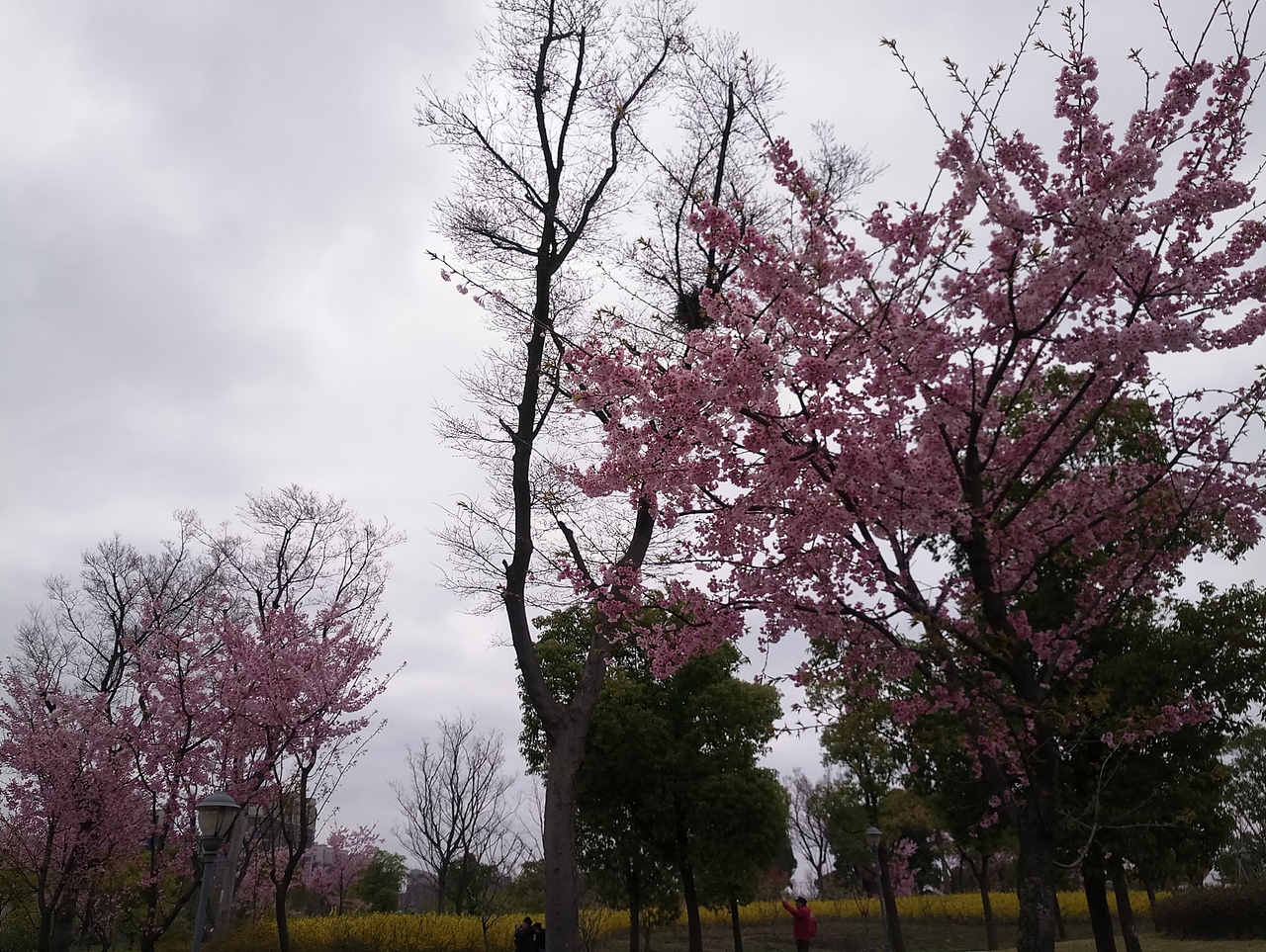 春之密影（图ZMTA4MjU4Mzc2） - 产品摄影 - 站酷设计师珍丫头原创素材 - 站酷ZCOOL