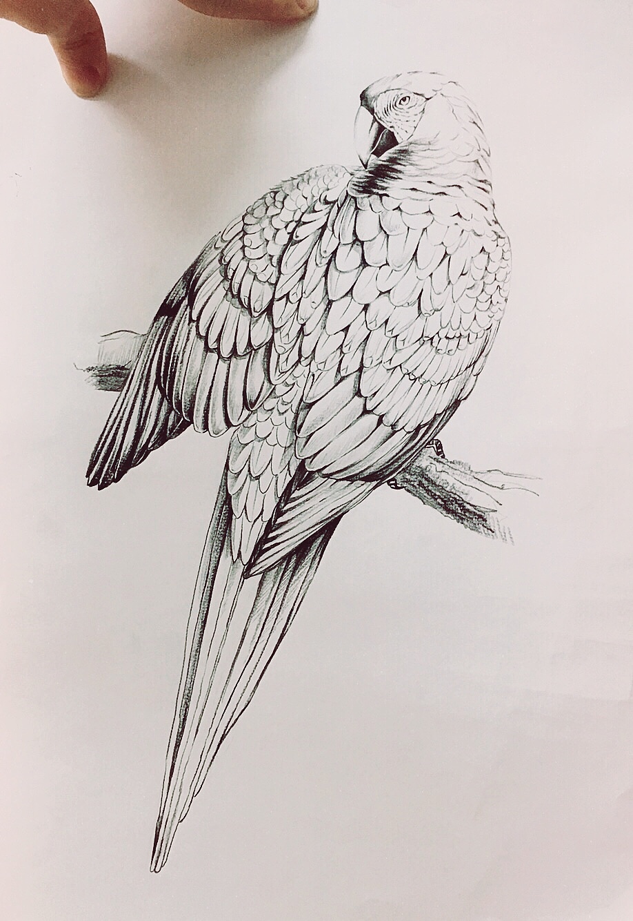 《五彩金刚鹦鹉》