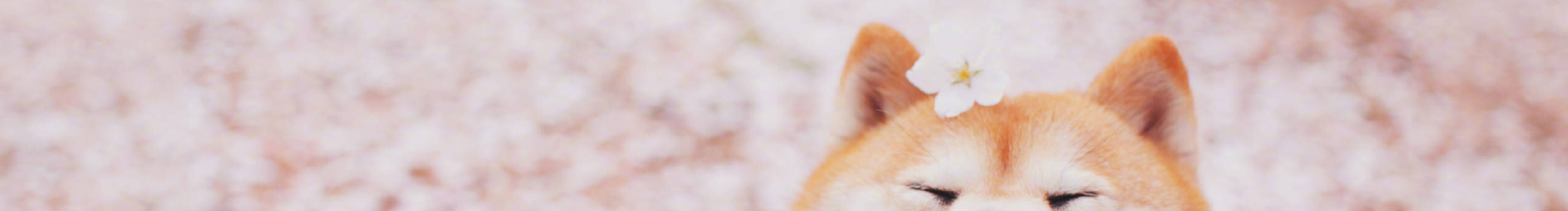 小秋初的个人主页（封面预览） - 主页封面设置 - 站酷设计师小秋初原创素材 - 站酷ZCOOL