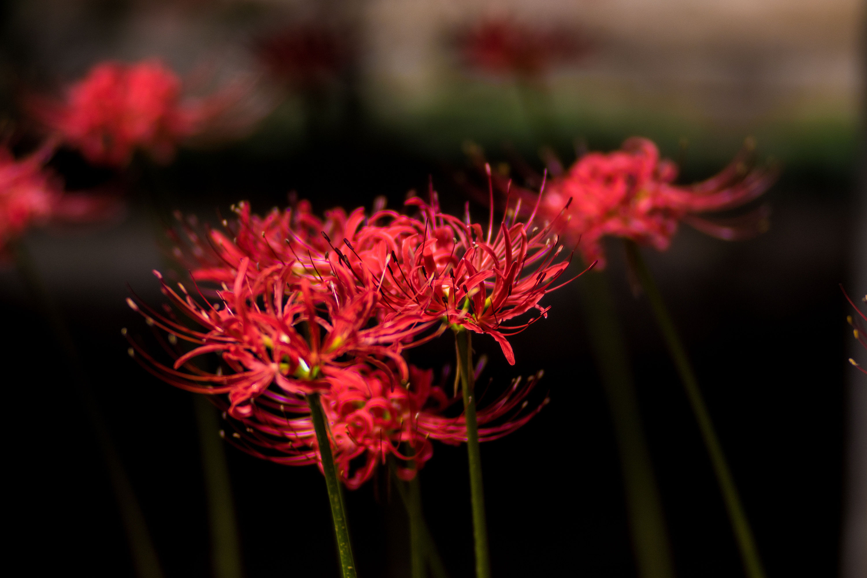 彼岸花|摄影|微距|knight329 - 原创作品 - 站酷 (zcool)