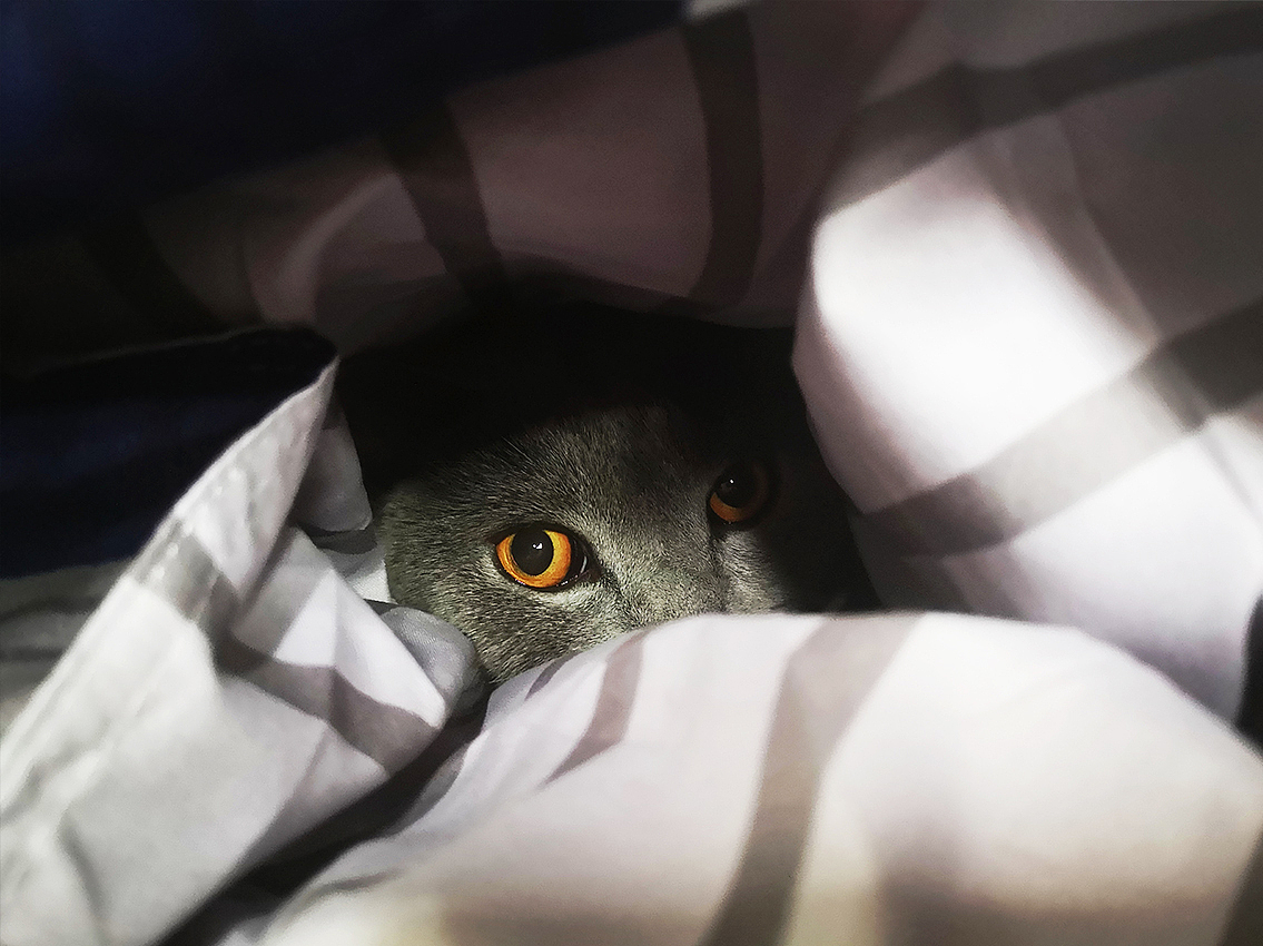 一只蓝猫（图ZMjE0NTY3Mzky） - 宠物摄影 - 站酷设计师银河落九天原创素材 - 站酷ZCOOL