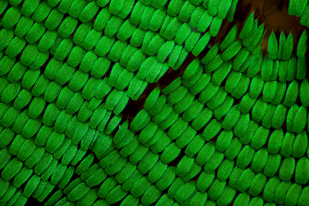 显微镜头下的蝴蝶翅膀