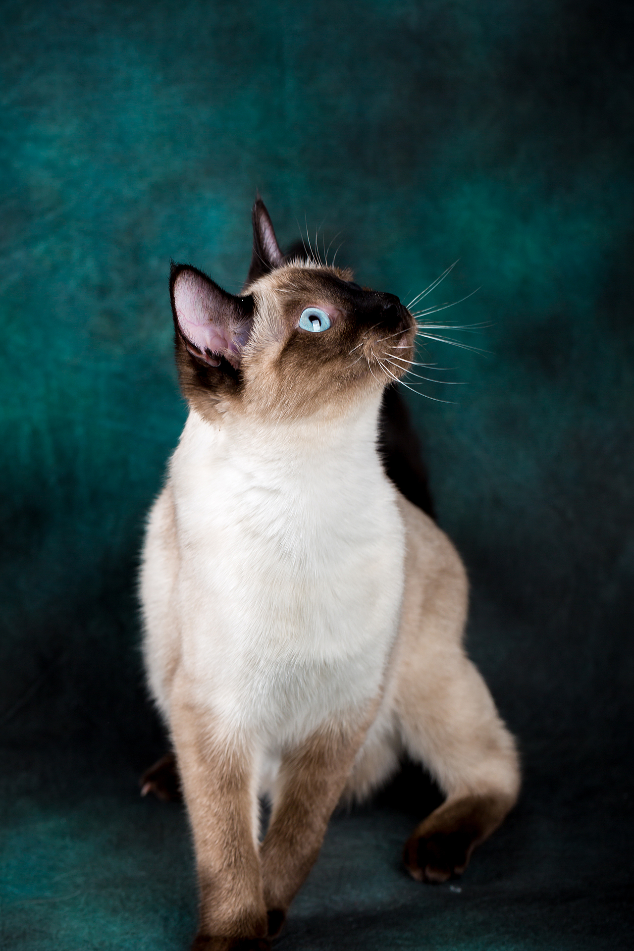 一只暹罗的个人秀