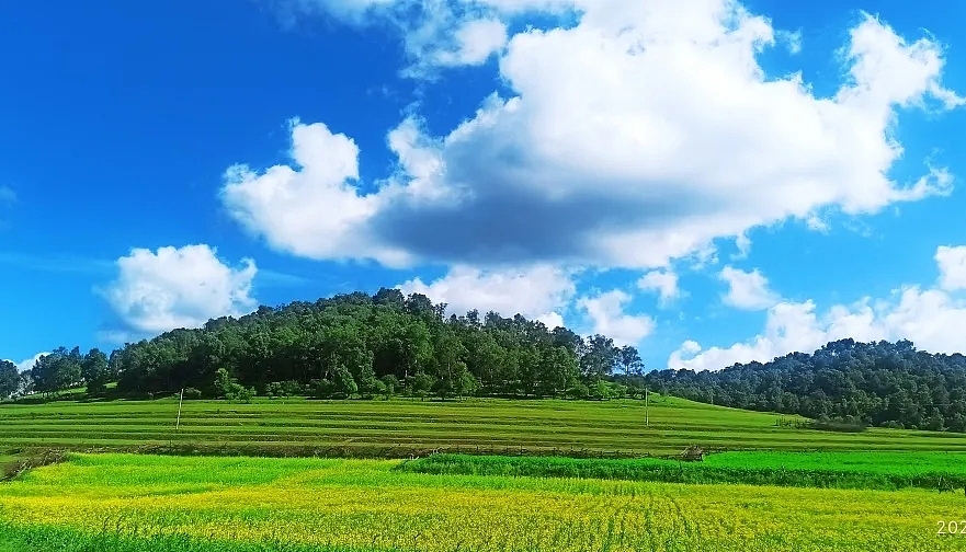 🍀醉在水草丰美的夏天里🍀