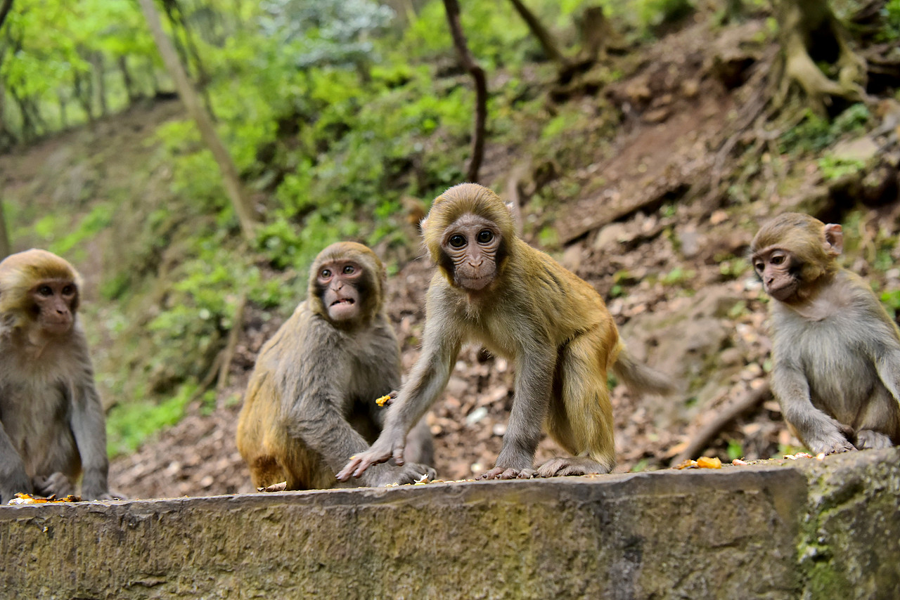 淘气的弥猴