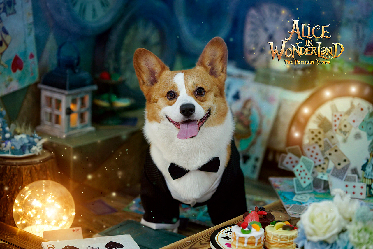 柯基合集——宠爱拾光宠物摄影（图ZMjU4OTk0OTg0） - 宠物摄影 - 站酷设计师petlight原创素材 - 站酷ZCOOL