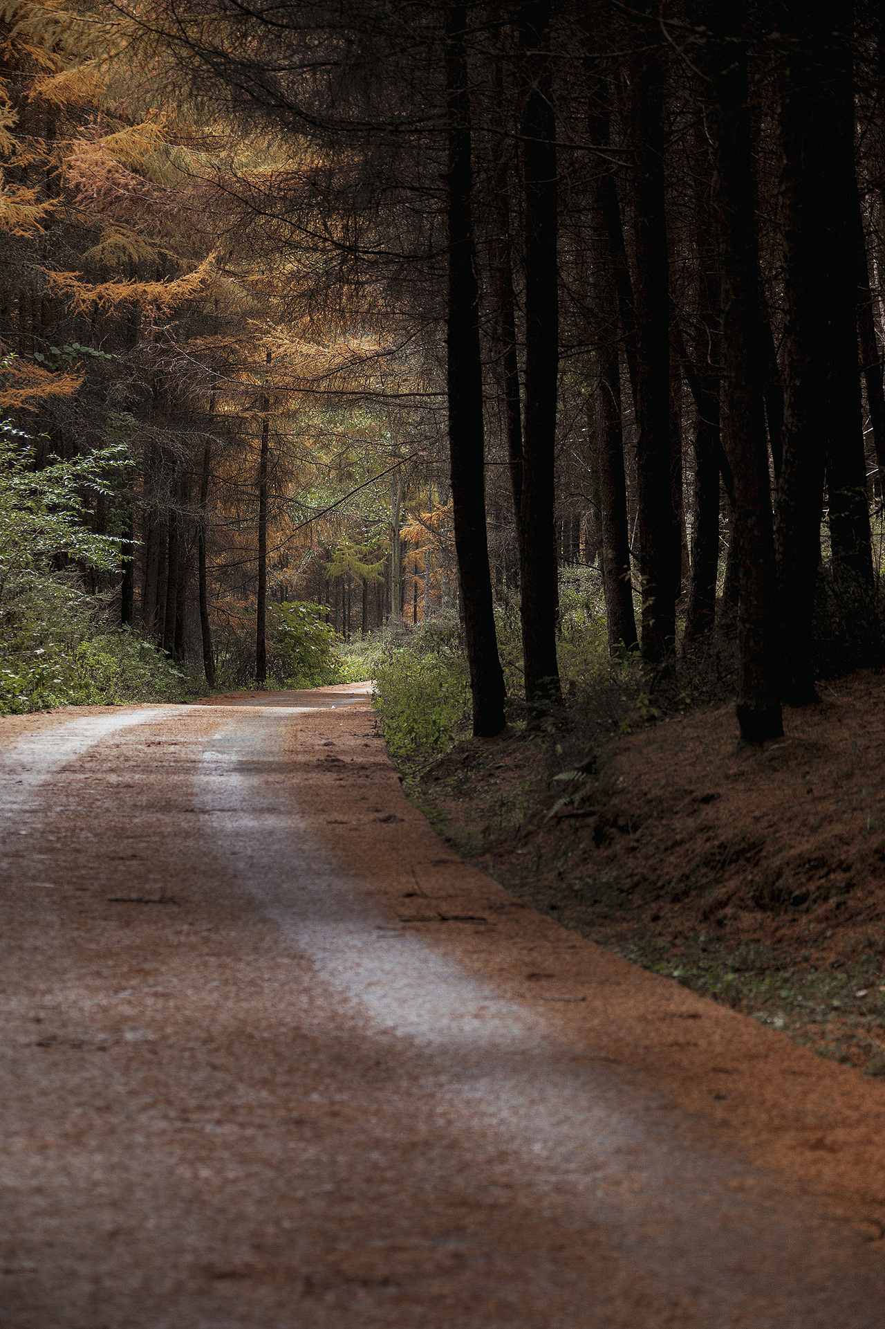 秋色松林湾（图ZMjc2NDg4NTYw） - 风光摄影 - 站酷设计师冈拉梅朵原创素材 - 站酷ZCOOL