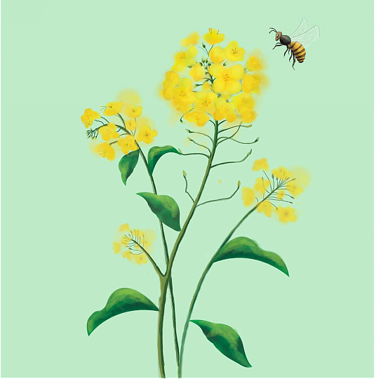 同仁堂——蜂蜜系列包装