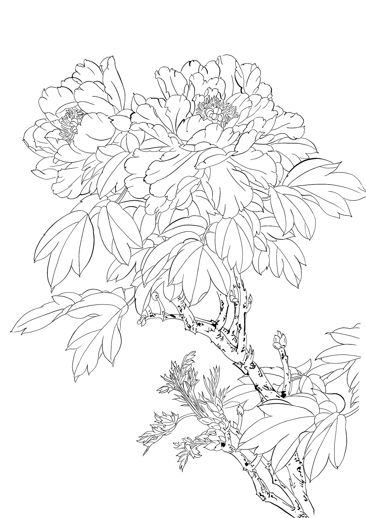 线稿练习（图ZMjI5MjY2OTQ0） - 创作习作 - 站酷设计师画画的Baby丨原创素材 - 站酷ZCOOL