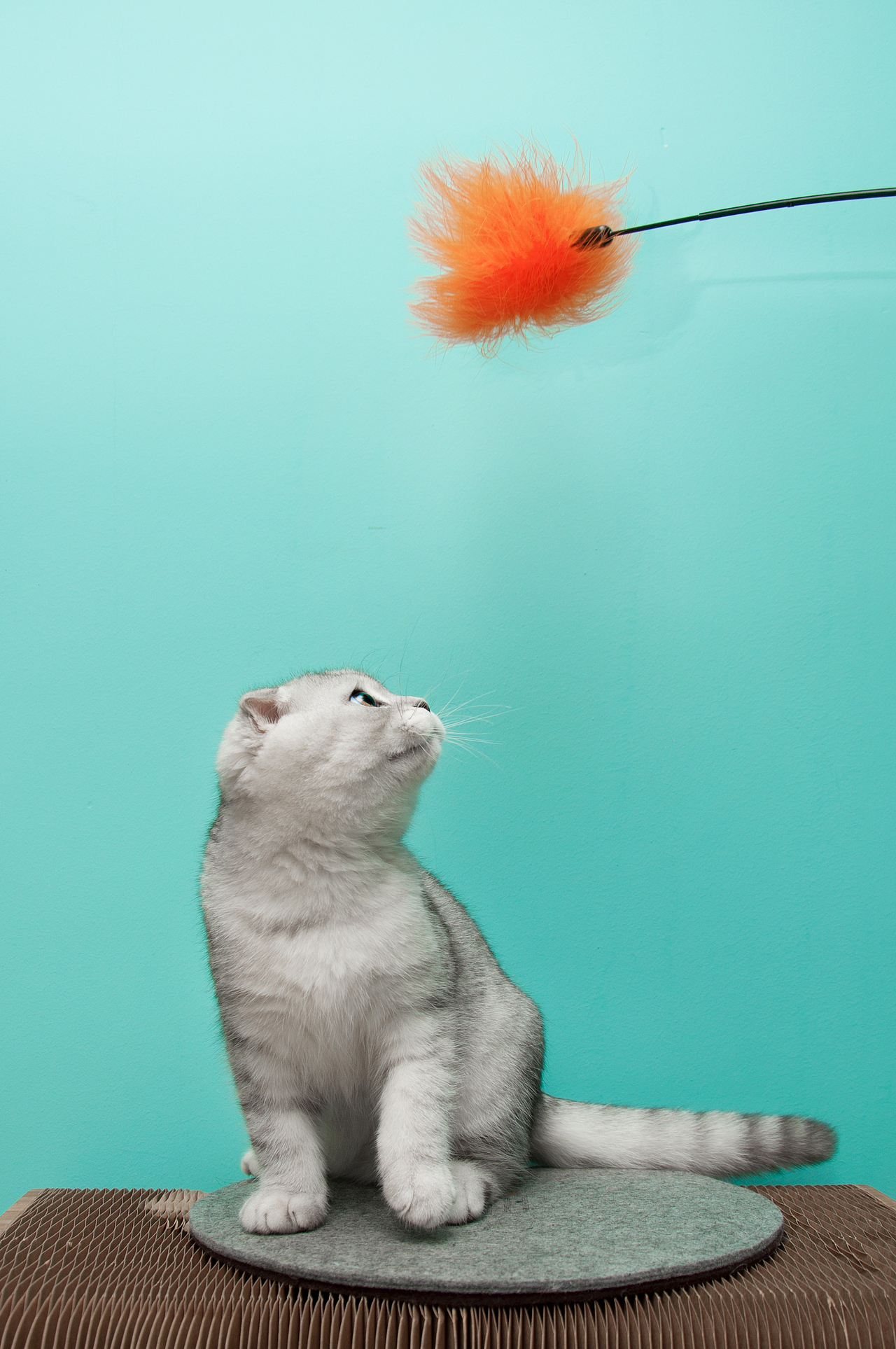 小小拳击手cooper