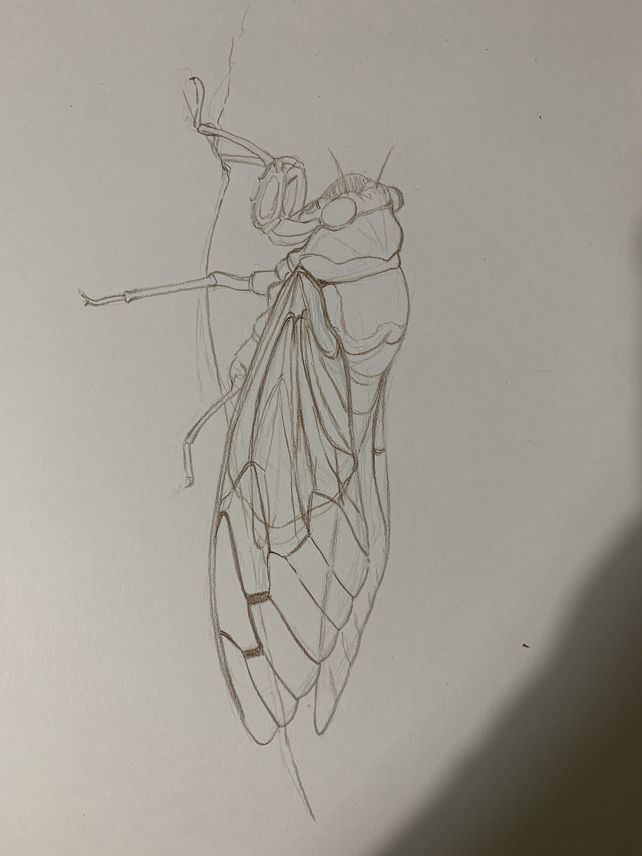 彩铅昆虫(内附过程图)