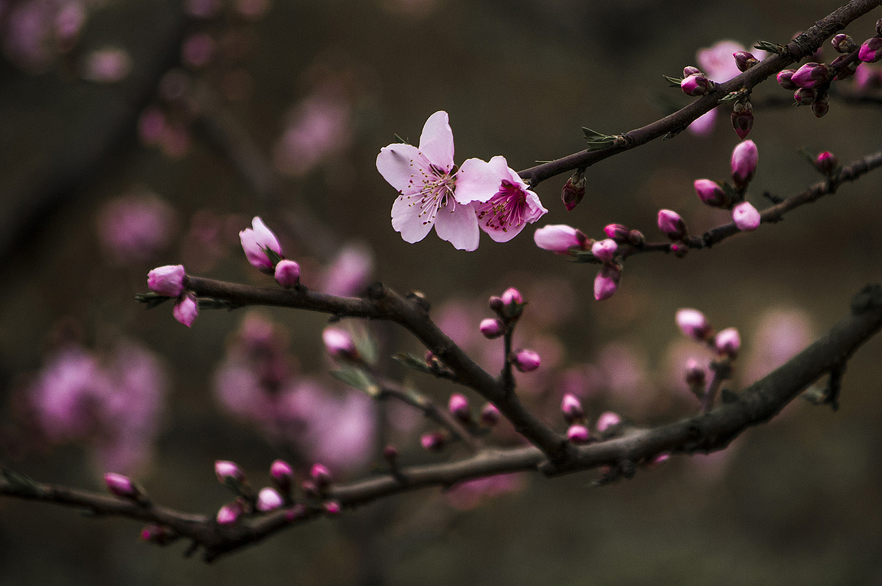 年年岁岁花相似 岁岁年年人不同