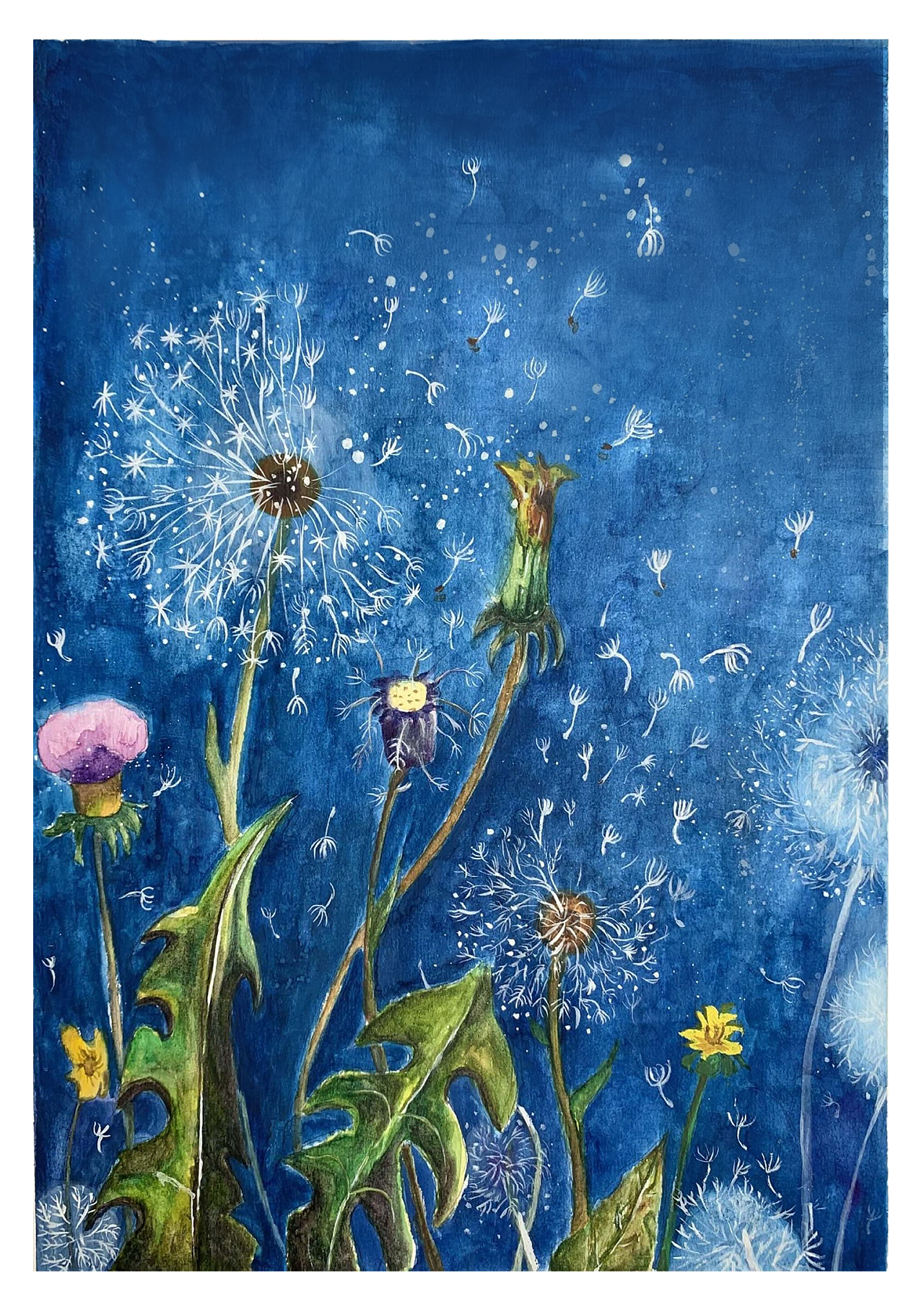 蒲公英 插画 创作习作 Marongjian 原创作品 站酷 Zcool