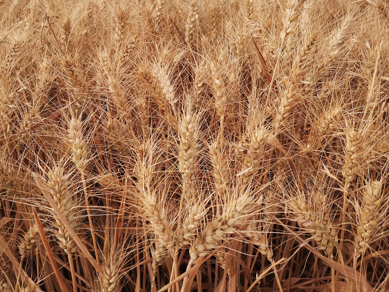 秋收 割麦（图ZMjU4Nzg4NzE2） - 风光摄影 - 站酷设计师司马叮当玩尼康原创素材 - 站酷ZCOOL