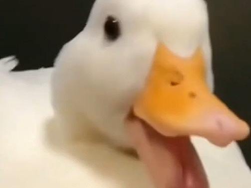 AE短片練習(xí)_【鯡魚(yú)罐頭】挑戰(zhàn)（個(gè)人主頁(yè)-ZMzkwOTc4MDQ=） - 短片 - 站酷設(shè)計(jì)師望遠(yuǎn)沒(méi)有鏡原創(chuàng)素材 - 站酷ZCOOL