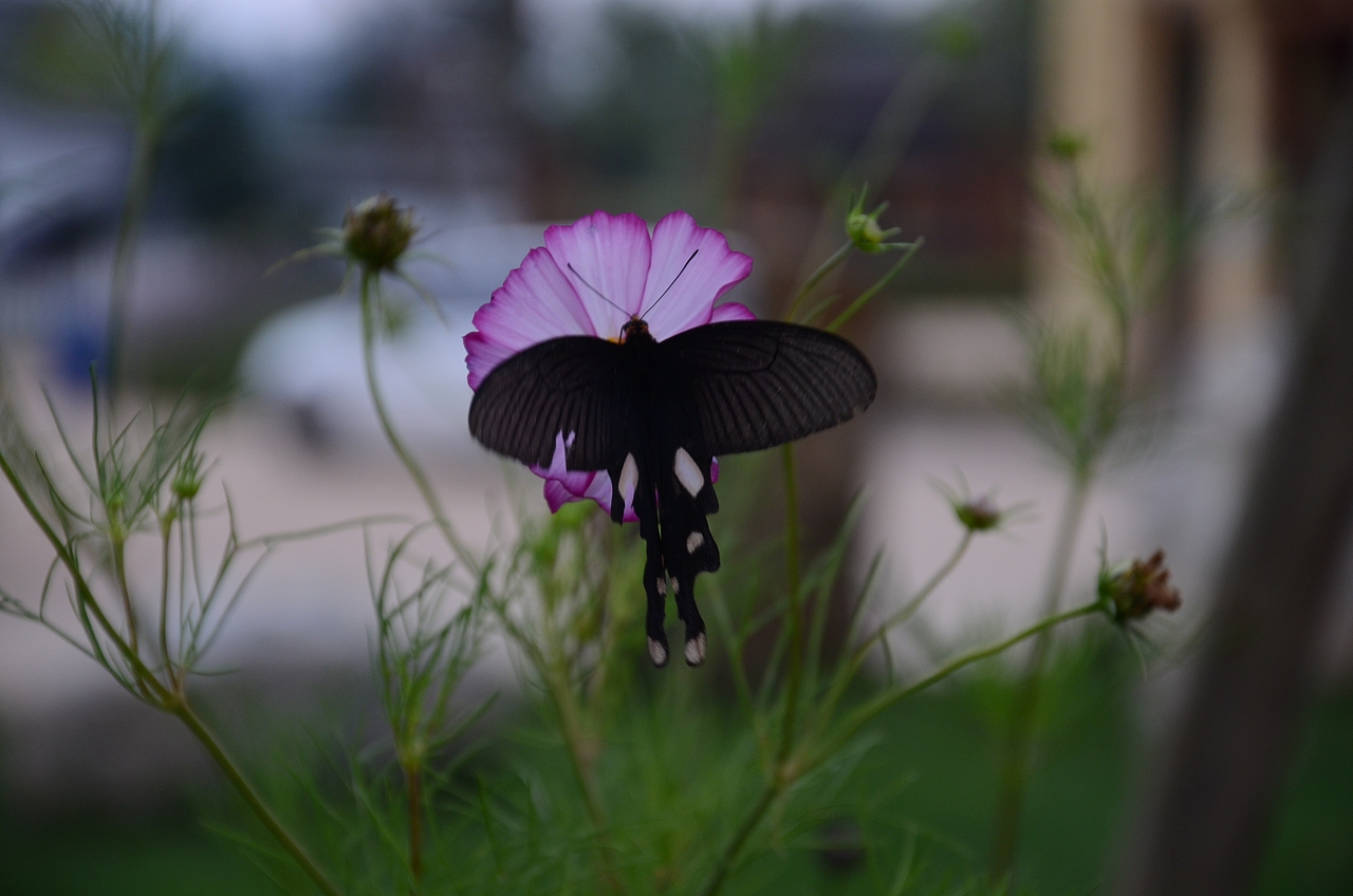 农博园微距--国庆花