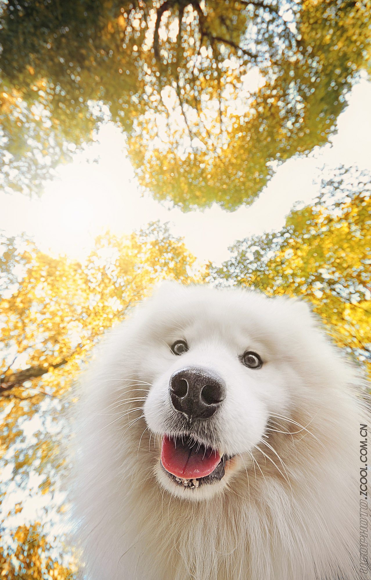 real smile笑的渐进式【动物摄影师何某某个人作品25】