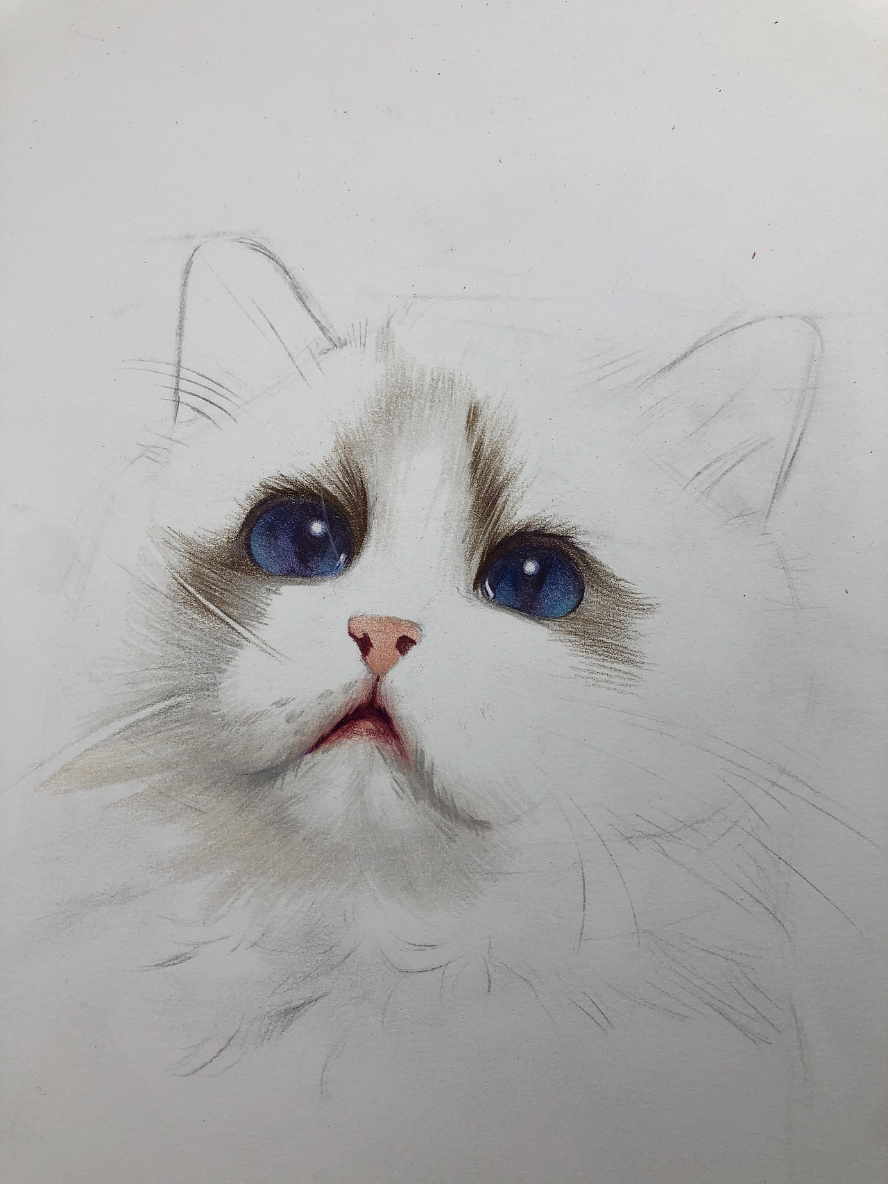 彩铅布偶猫(带步骤)
