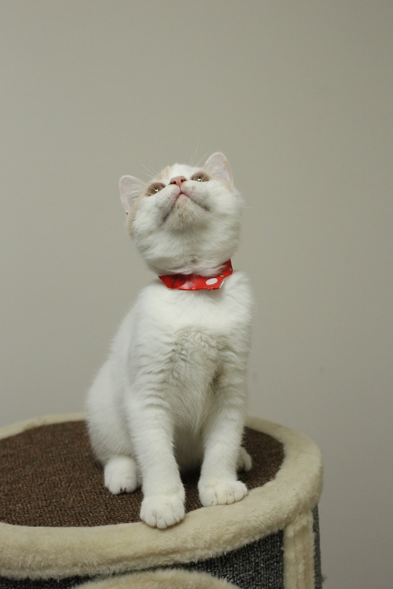 猫咪编号0507英短乳白梵公-熊大-20day377g-27day440g