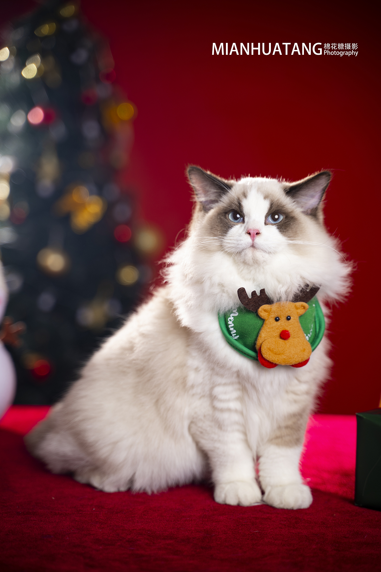 迟到的猫咪圣诞照（图ZMjg0OTcwMDQ0） - 宠物摄影 - 站酷设计师棉花糖宠物摄影原创素材 - 站酷ZCOOL