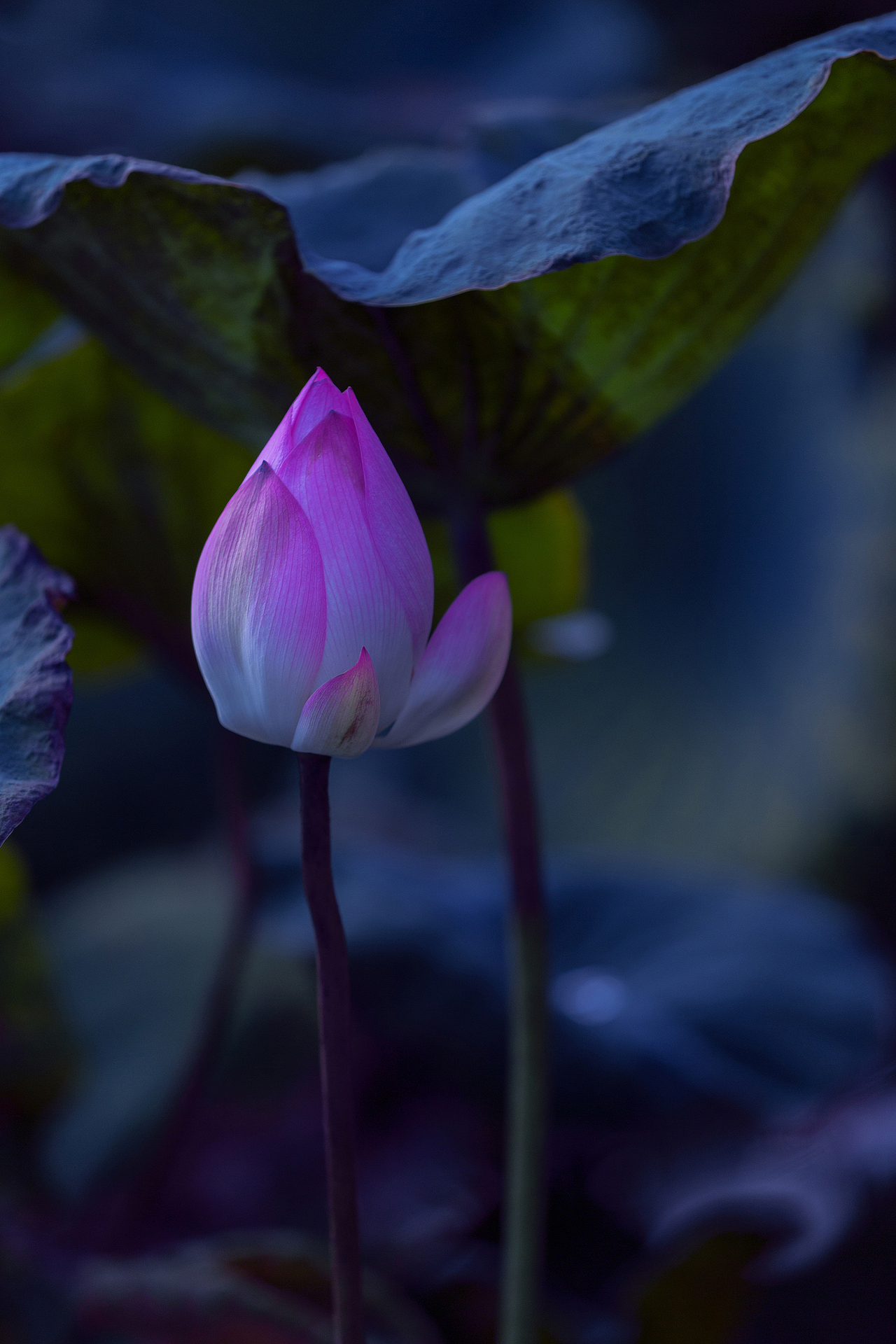 荷·芙蓉 雅俗共賞（圖ZMjE3ODMwMTg4） - 風光攝影 - 站酷設(shè)計師拍照不休圖原創(chuàng)素材 - 站酷ZCOOL