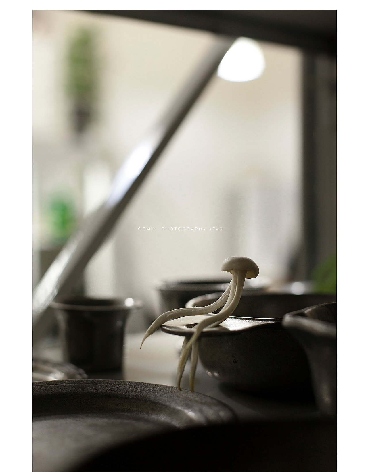 几颗——《菇》