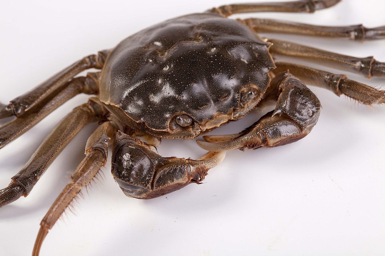 阳澄湖大闸蟹-拍摄:clapper:篇