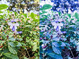 片片蝶衣轻，点点猩红小