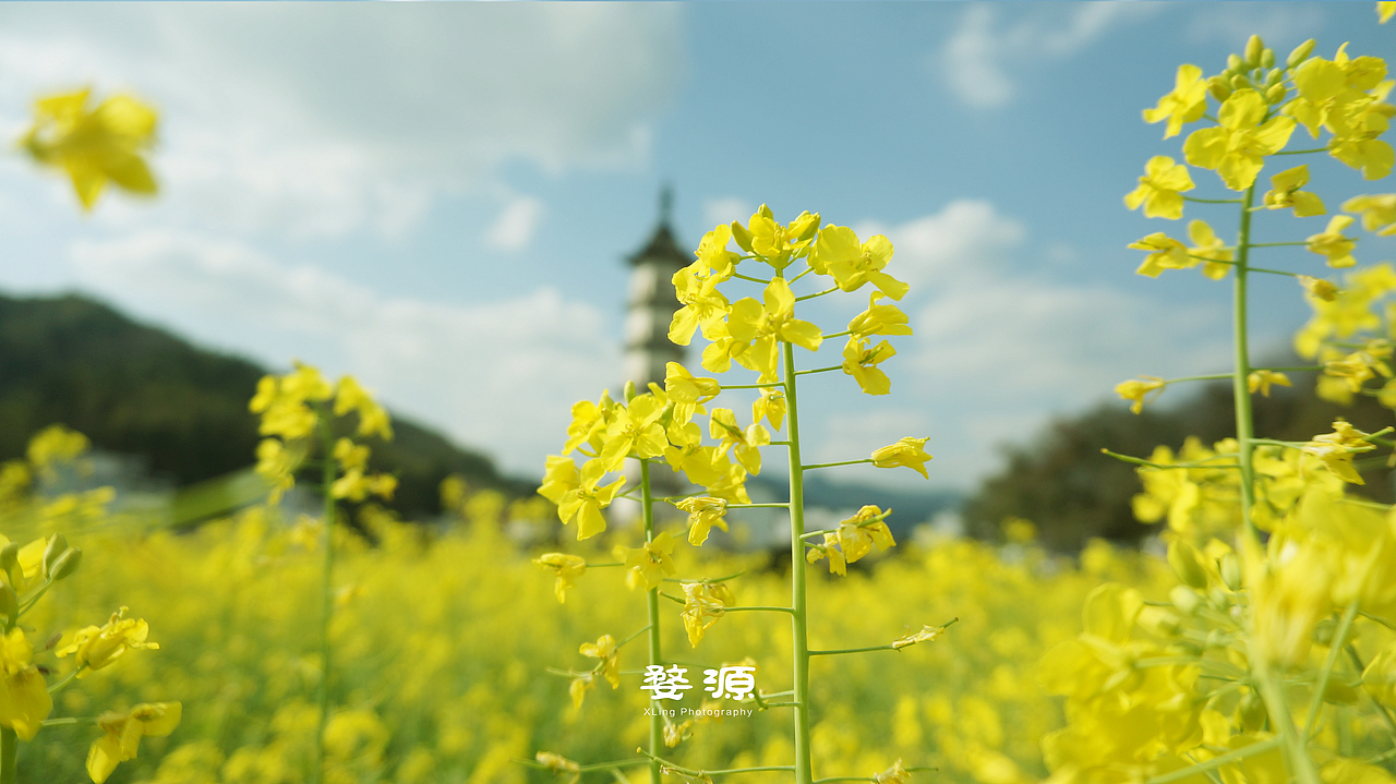 婺源之旅（图ZNDQ5NDY4ODQ=） - 风光摄影 - 站酷设计师XUYAYA原创素材 - 站酷ZCOOL