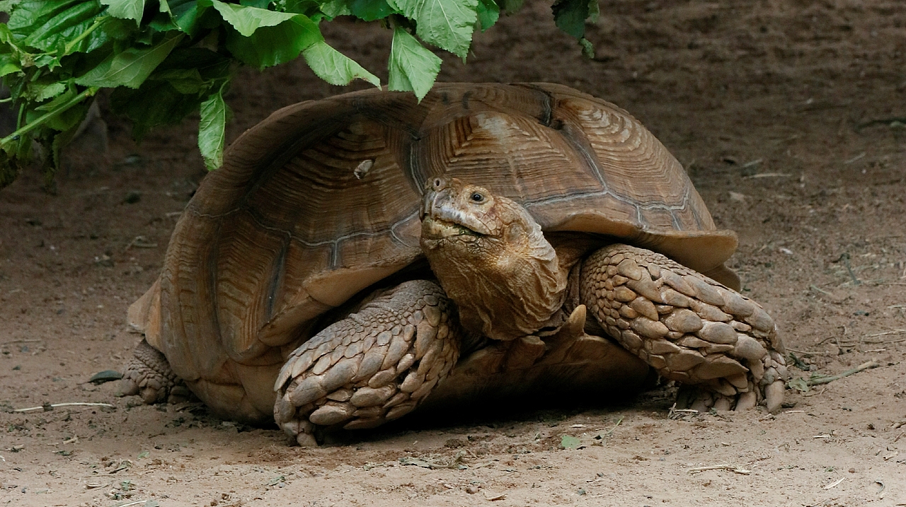 长隆飞鸟乐园-动物趣闻（图ZMjQ5NTU5NTI0） - 其他摄影 - 站酷设计师飞天猪猫原创素材 - 站酷ZCOOL
