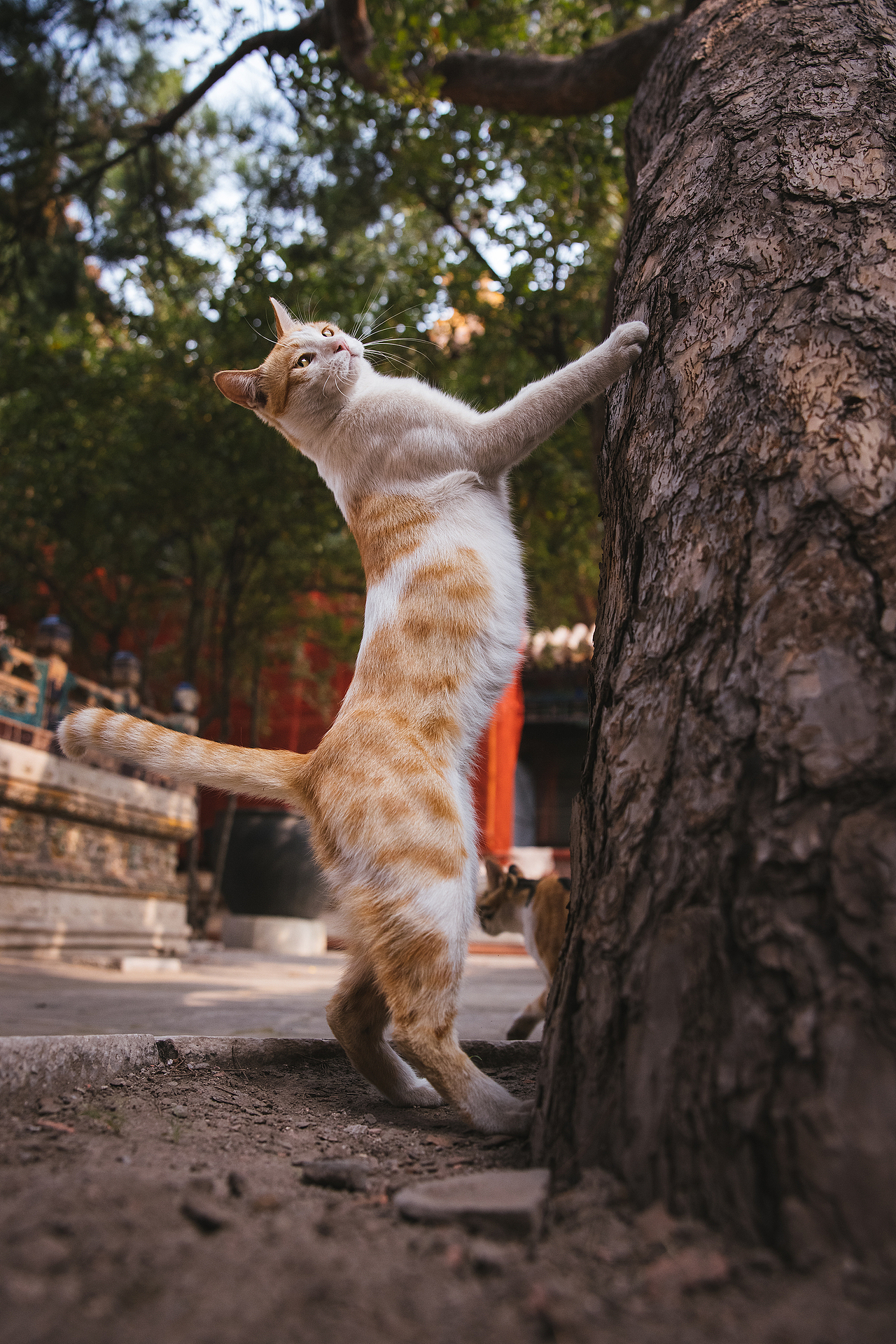 使用佳能EOS R5解锁更多猫咪姿势(图ZMjIyNDgxMDQw) - 宠物摄影 - 站酷设计师克查原创素材 - 站酷ZCOOL