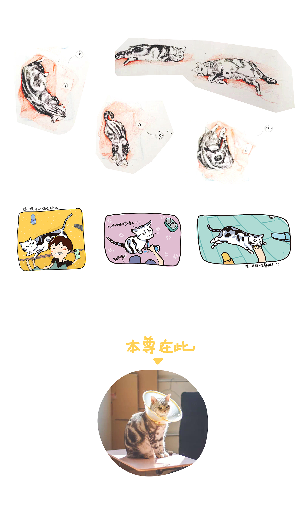 我家猫子（图ZMTE0MDQ4MjU2） - 创作习作 - 站酷设计师料小理原创素材 - 站酷ZCOOL