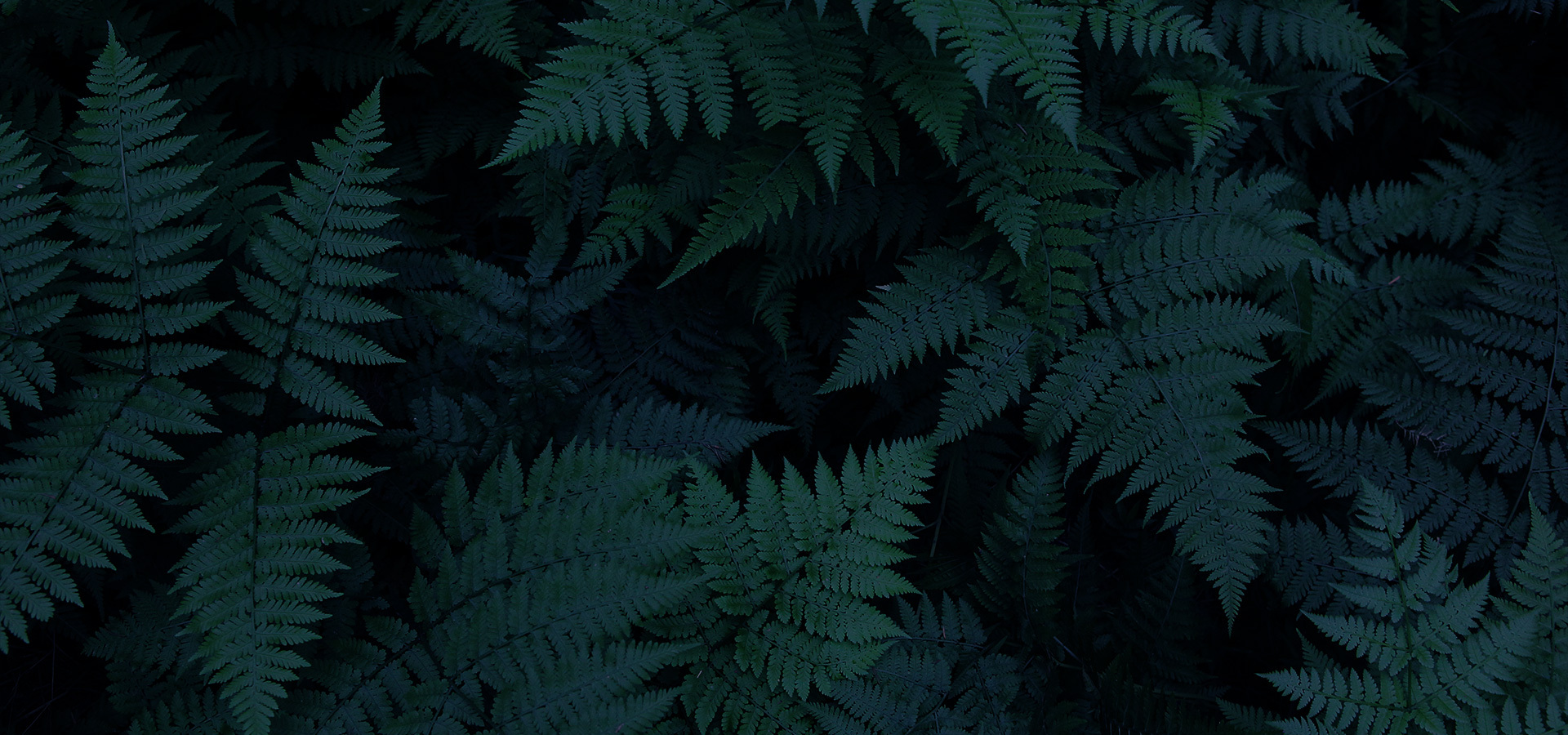 flowermonk的个人主页（封面预览） - 主页封面设置 - 站酷设计师flowermonk原创素材 - 站酷ZCOOL