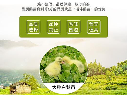 鹅详情页