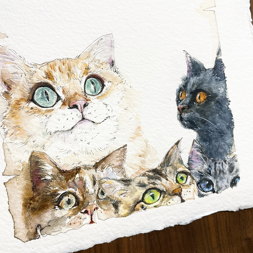 2月猫猫合集