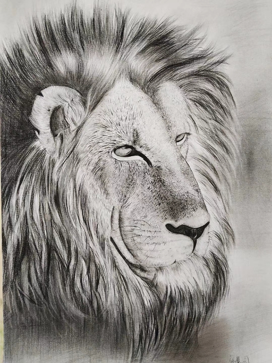 素描狮子|纯艺术|绘画|z10815589_原创作品-站酷zcool
